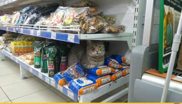 Продуктовый магазин прикол