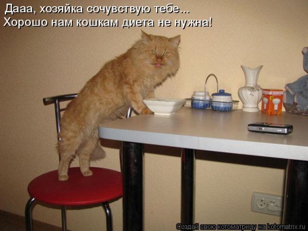 Вот она я наглая рыжая морда