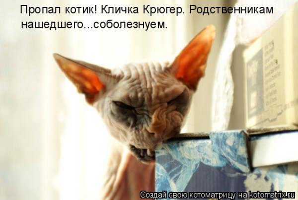 Смешные сфинксы с надписями