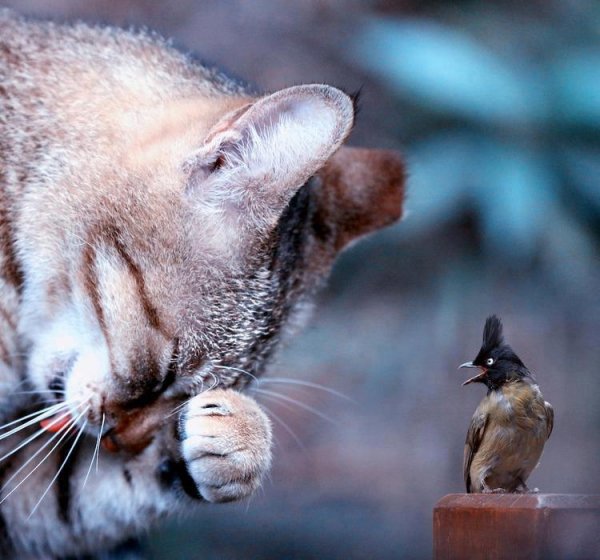 Котенок и птичка