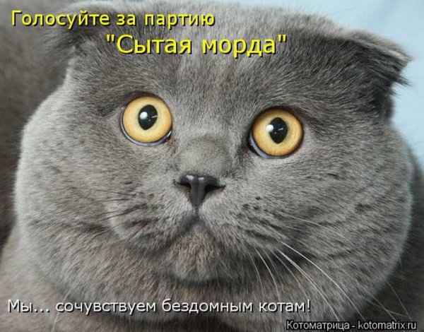 Котики приколы с надписями