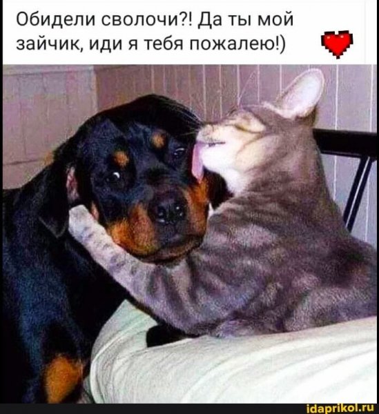 Я тебя пожалею