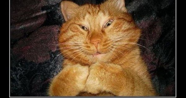 Рыжий кот демотиватор