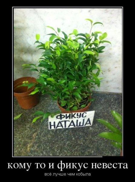 Фикус прикол