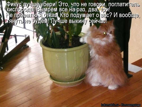 Фикус прикол