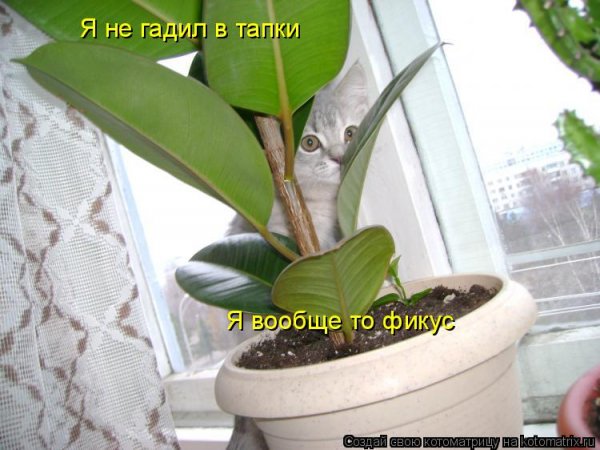 Фикус Мем