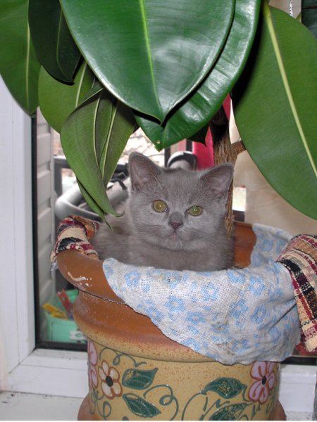 Кот флорист