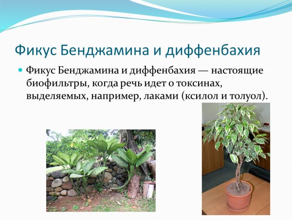 Диффенбахия Бенджамина