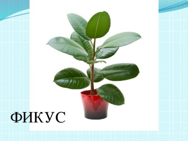 Фикус для детей