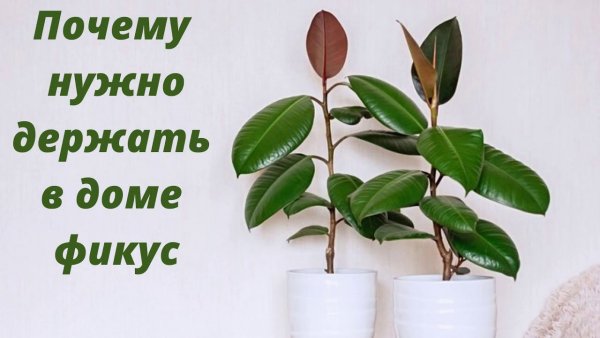 Фикус женское счастье