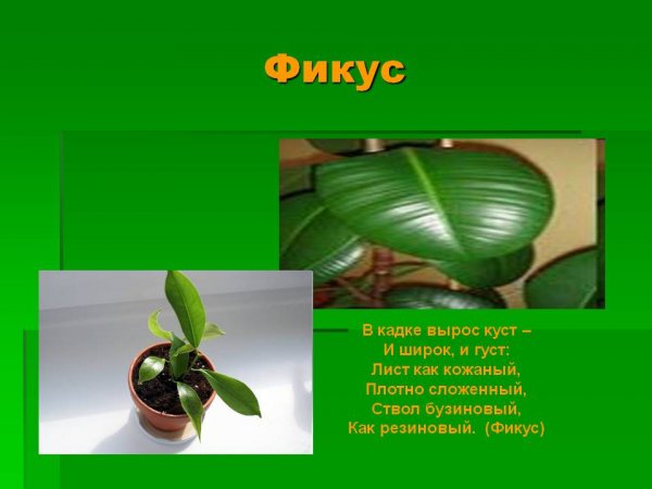 Рассказать о фикусе