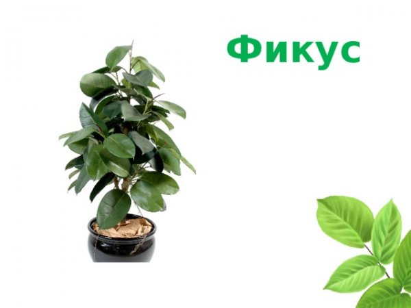 Фикус комнатное растение ДОУ