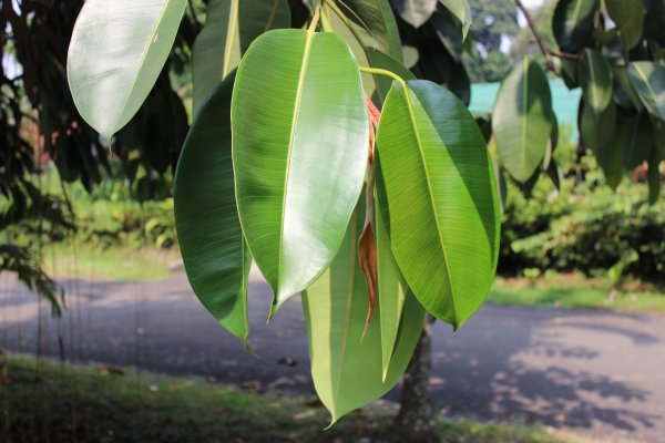 Фикус- Ficus Nakorn Pathom Thailand