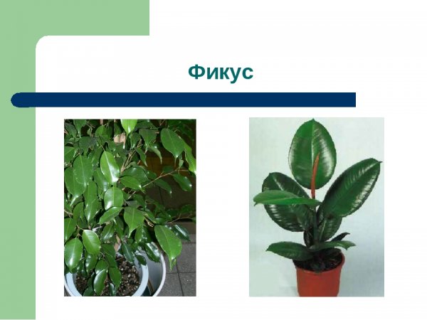 Паспорт комнатных растений фикус каучуковый