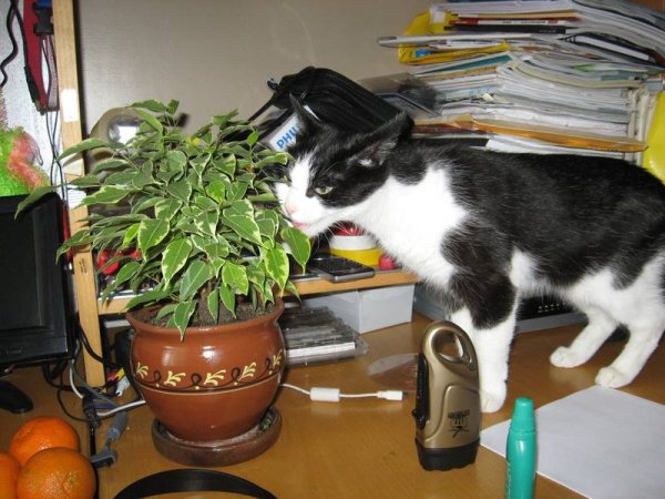 Фикус для котов