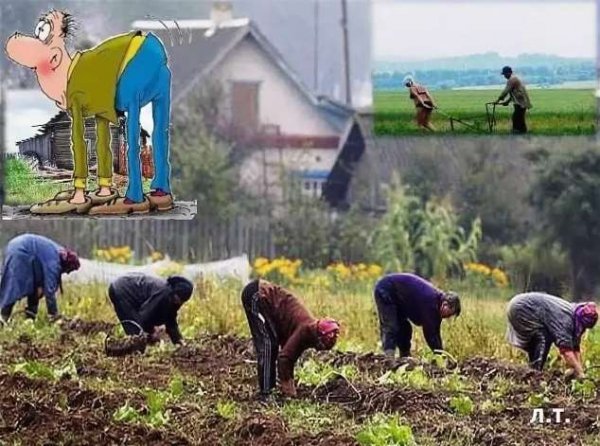 Утро на огороде