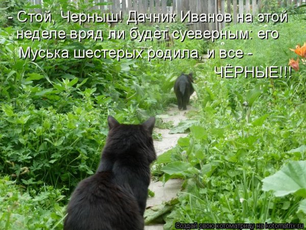 Приколы про дачу с надписями