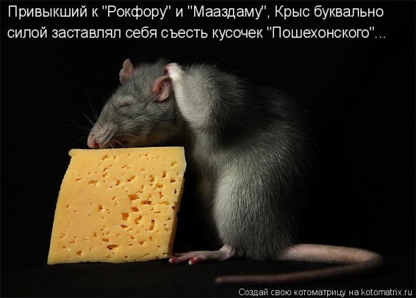 Про сыр прикольные