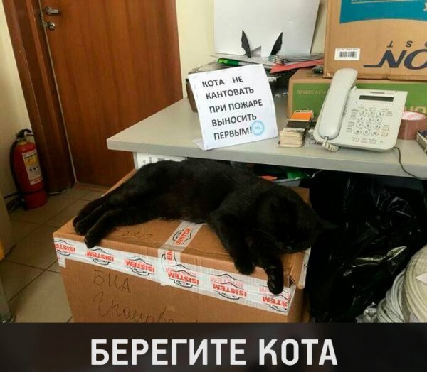 Котики смешные для офиса
