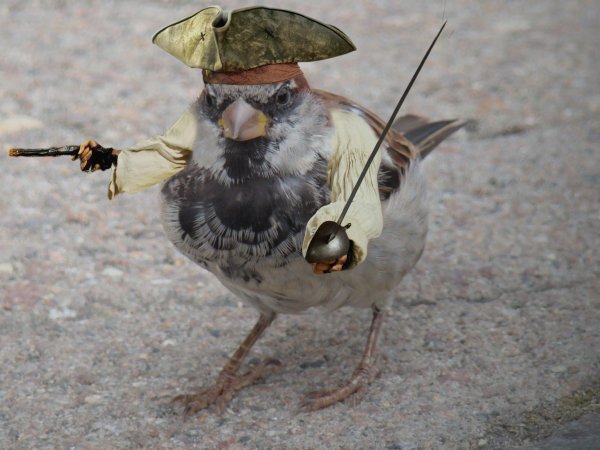 Капитан Воробушек
