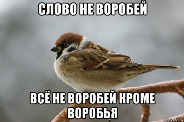Воробей прикол