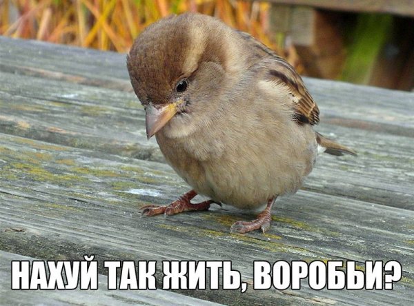Воробей прикол