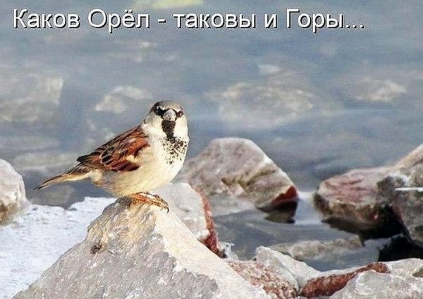 Шутки про воробья
