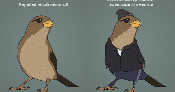 Боевой Воробей