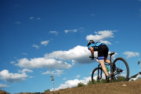 Товарищи коты