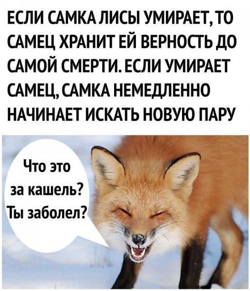 Лиса ты что заболел