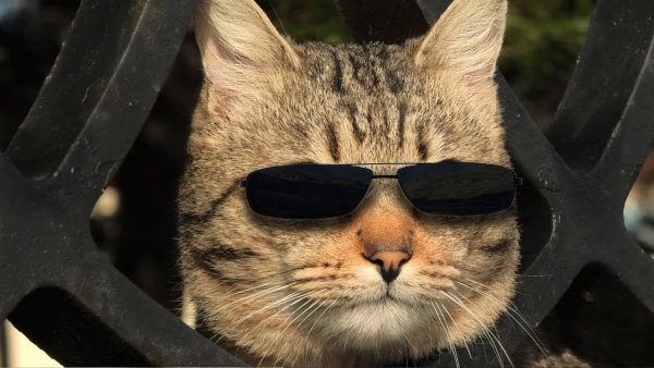Кошка шпион