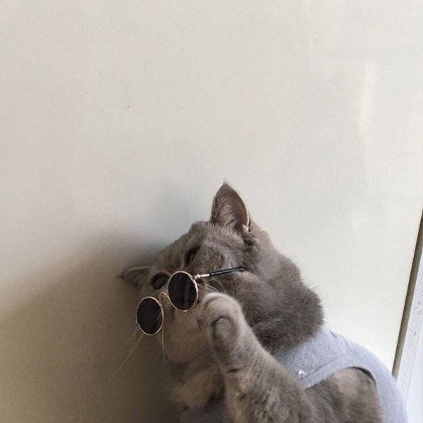 Прикольный кот Эстетика