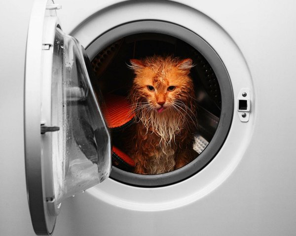 Кот в стиралке