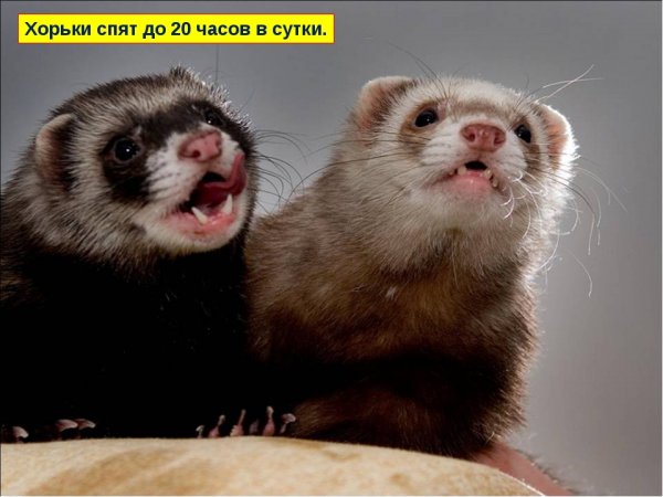 Хорьки дерутся
