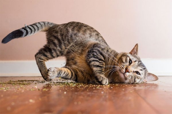Смешной кот