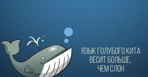 Синий кит