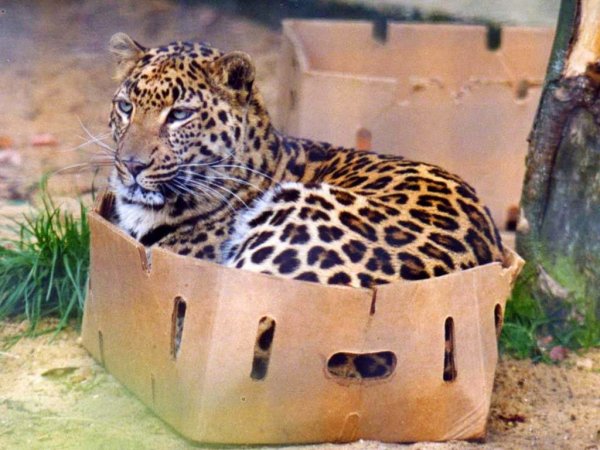 Дикие кошки в коробках