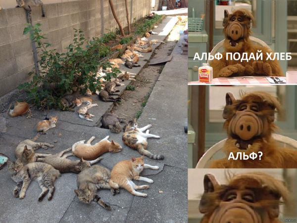Сериал Альф и кот