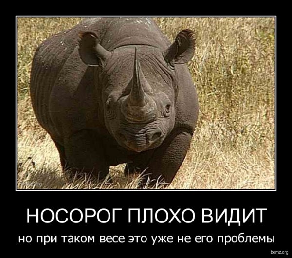 Носорог плохо видит но при его массе это не его проблемы