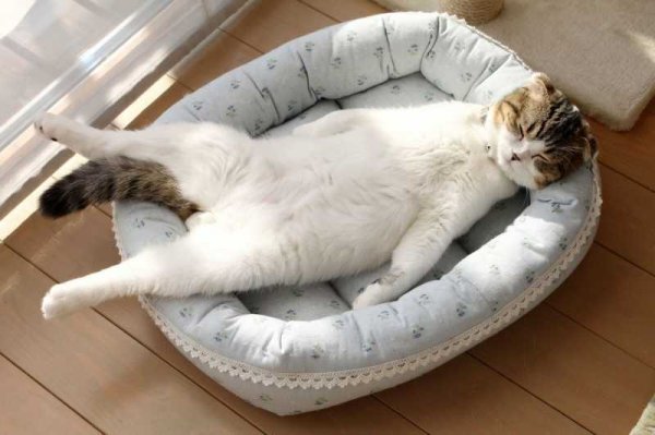 Расслабленный кот