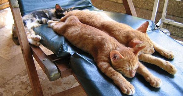 Отдыхающий котик