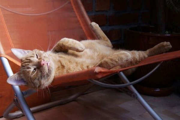 Кот на расслабоне