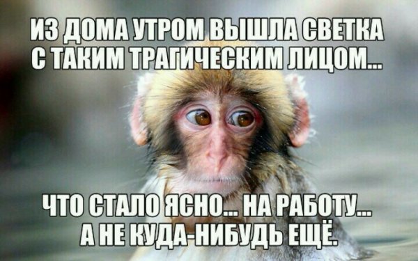 Анекдоты про свету смешные
