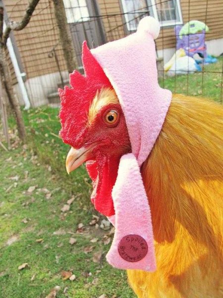 Шапочка курицы