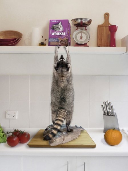 Креативные котики