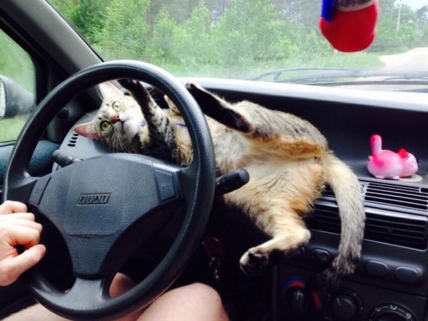 Кот с рулем