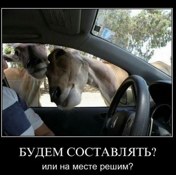 Демотиваторы про водителей