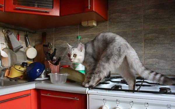Котенок на кухне
