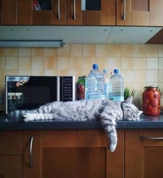 Кот спит на кухне
