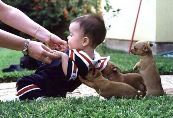 Взаимовыручка животных